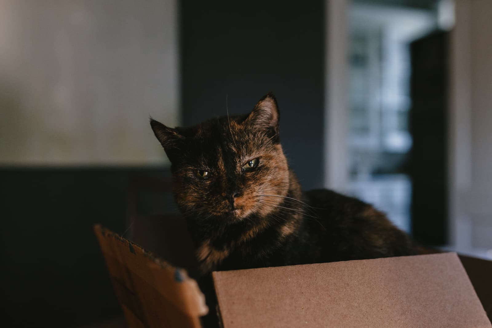 A tortoiseshell cat sitting in an open cardboard box